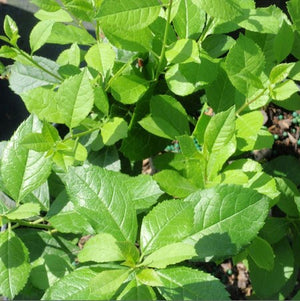 Winterberry 'Mr. Poppin'