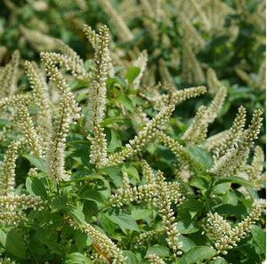 Itea 'Fizzy Mizzy®'