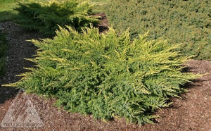 Juniperus 'Daub's Frosted'