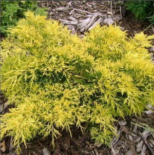Juniper 'Gold Lace'