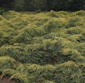 Juniperus 'Gold Star®'