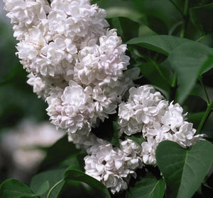 Lilac Beauty of Moscow