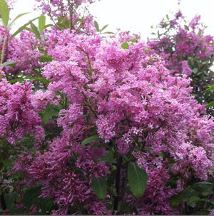 Lilac James McFarlane