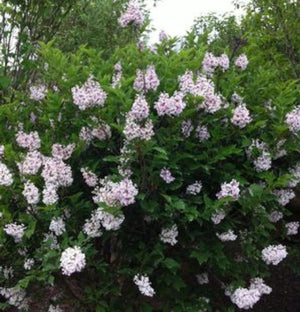Lilac Miss Kim