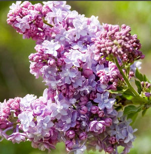 Lilac President Grevy