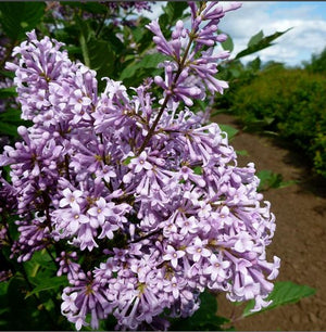 Lilac Red Wine