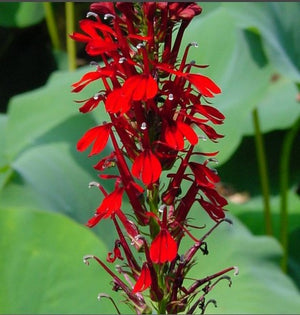 Lobelia cardinalis