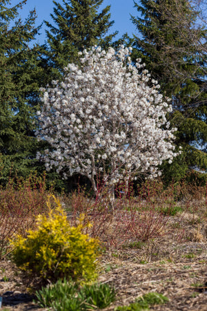 Magnolia 'Centennial Blush'