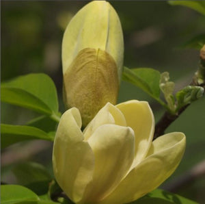 Magnolia acuminata 'Yellow Bird'