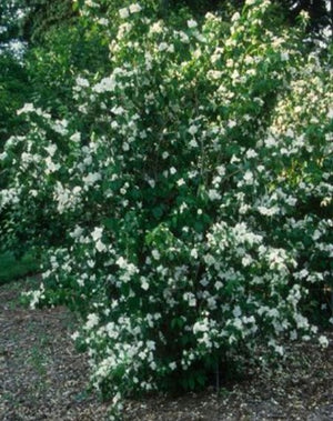 Philadelphus x virginalis 'Minnesota Snowflake'