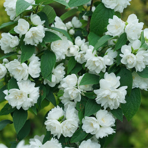 Philadelphus coronarius 'Illuminati Spice®'