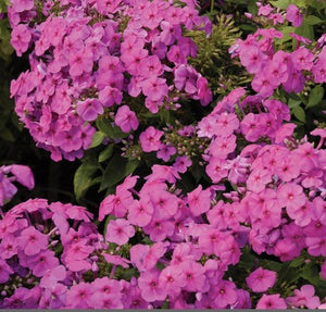 Phlox 'Pink Flame'