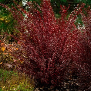 Physocarpus 'Calico Kitty™'