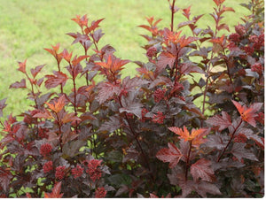 Physocarpus opulifolius Ginger Wine®