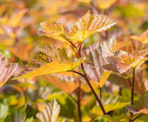 Physocarpus 'Savannah Sunset™'