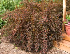 Physocarpus opulifolius 'Summer Wine® Black'