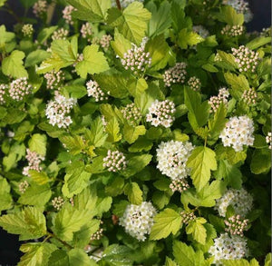 Physocarpus opulifolius 'Honeycomb®'