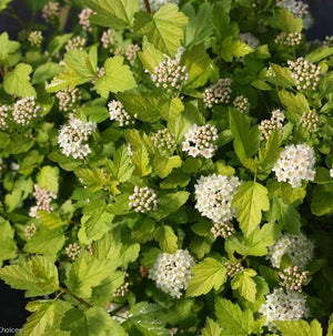 Physocarpus opulifolius 'Tiny Wine® Gold'