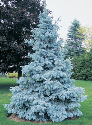 Picea pungens 'Royal Knight'