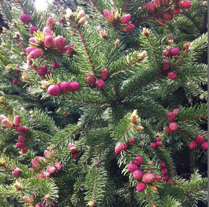 Picea Abies 'Ohlendorfii'