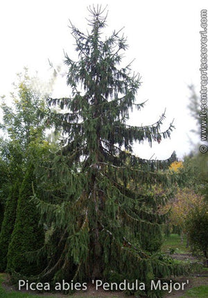 Picea abies 'Pendula Major'