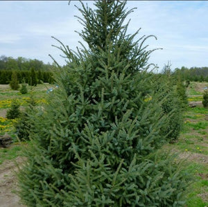 Picea mariana