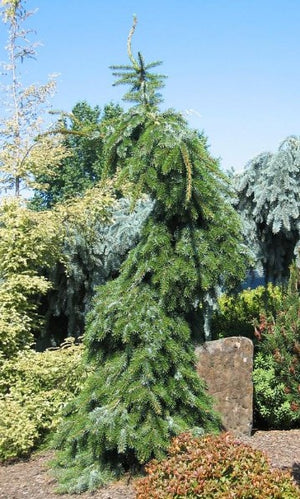 Picea omorika 'Pendula Bruns'