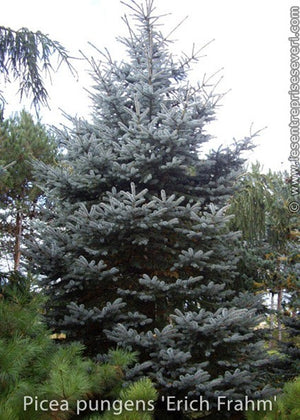 Picea pungens 'Eric Frahm'