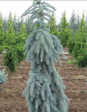 Picea pungens 'Slenderina®'