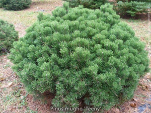 Pinus mugo 'Teeny'