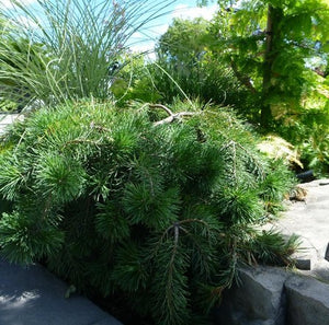 Pinus sylvestris 'Hillside Creeper'