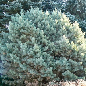 Pinus sylvestris 'Watereri'