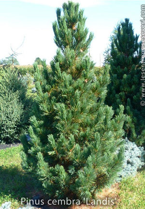 Pinus cembra 'Landis'