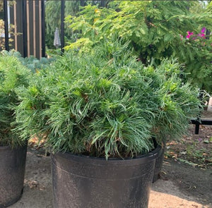 Pinus strobus 'Green Twist'