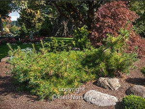 Pinus strobus 'Niagara Falls'