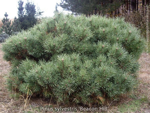 Pinus sylvestris 'Beacon Hill'