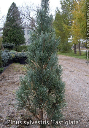 PInus sylvestris 'Fastigiata'