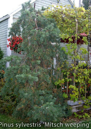 Pinus sylvestris 'Mitsch Weeping'