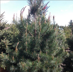 Pinus sylvestris