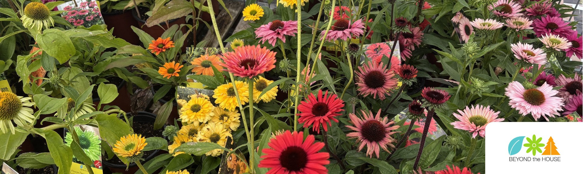 Plant of the Week – Echinacea at Garden Centre Ottawa | 20% Off