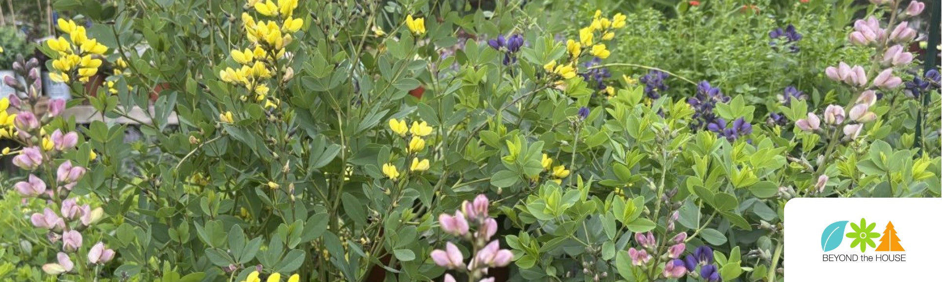 PLANT OF THE WEEK - BAPTISIA - 20% OFF