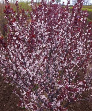 Purple-leaf Sand Cherry