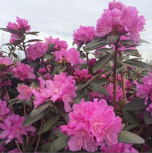 Rhododendron 'PJM Elite'