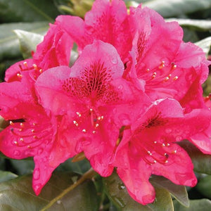 Rhododendron 'Nova Zembla'