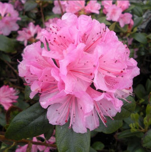Rhododendron 'Olga Mezitt'