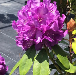 Rhododendron 'Purple Passion'