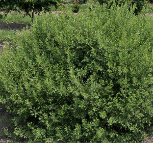 Rhus aromatica 'Lacette'