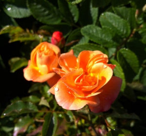 Rose Flower Carpet® Amber