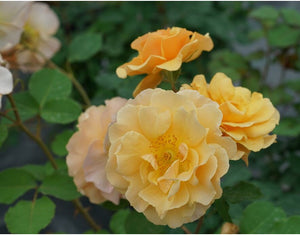 Rose Rise Up Amberness™