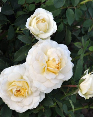 Rosa x 'Reminiscent® Crema'